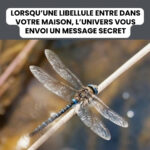 L’espace mystérieux dans les ciseaux : à quoi sert-il vraiment ?