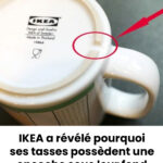 La plupart des gens la considèrent comme une simple mauvaise herbe, alors qu’elle fait partie des plantes les plus riches en acides gras oméga-3.