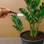 2 masques anti-rides simples : une solution naturelle pour une peau plus jeune
