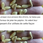 Un bon plat veau marengo, ragoût italien