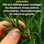 J’ai découvert ça dans notre nouvelle cuisine : mais qu’est ce que c’est ?