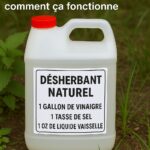 La Bonne Façon de Boire de l’Eau Citronnée
