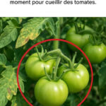 Sauce tomate italienne maison rapide – Ne perdez pas cette recette